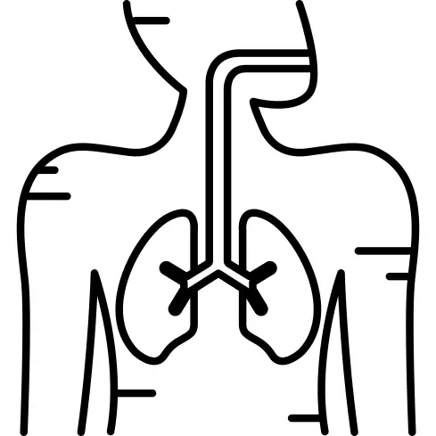 Respiratory System