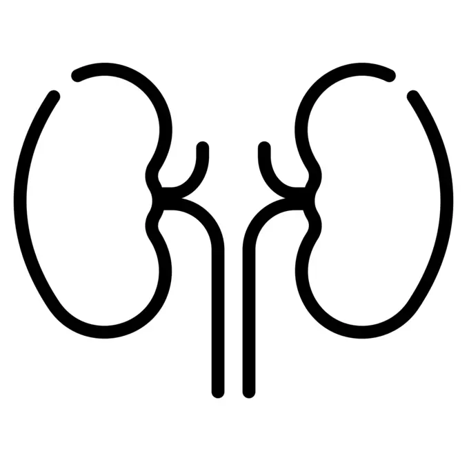 Kidney