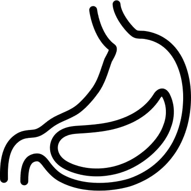 Stomach