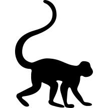 猴子正对着