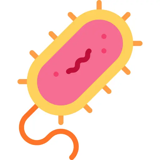 Bacteria