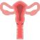Uterus