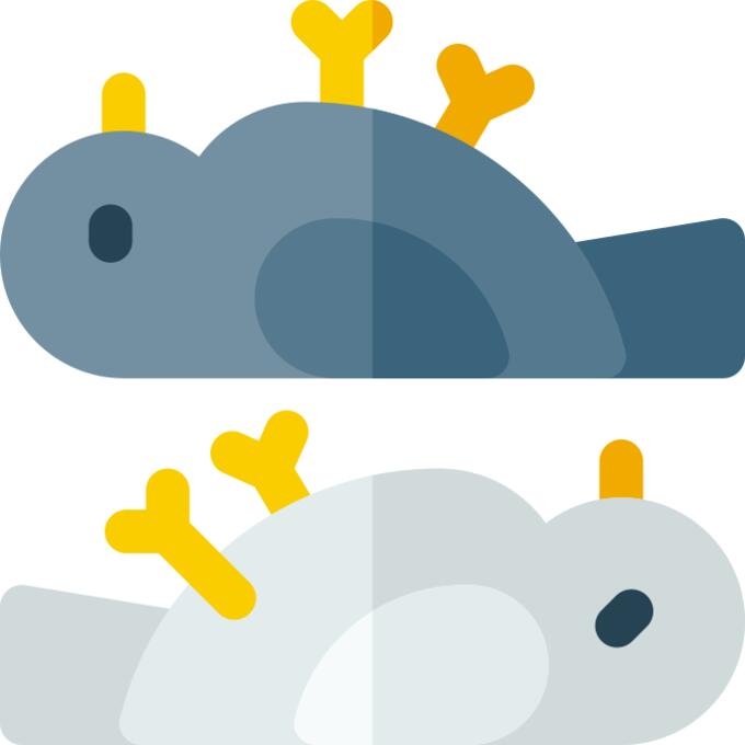 Dead bird