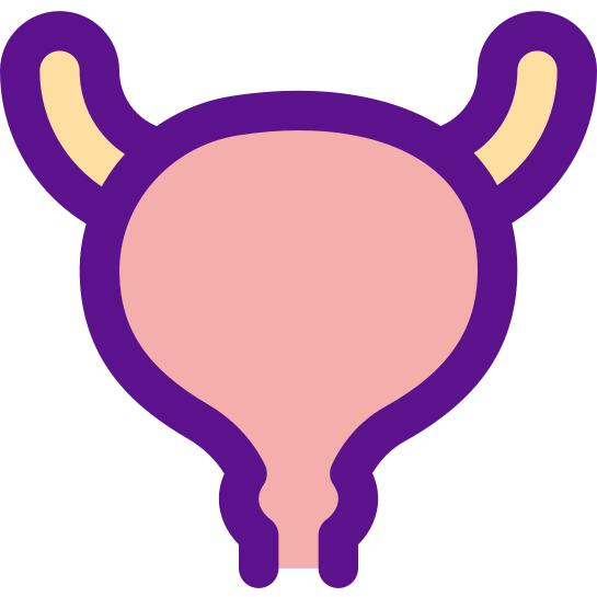 Bladder