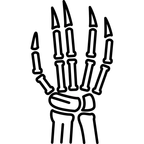Hand Bones
