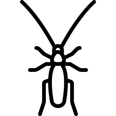 Cockroach