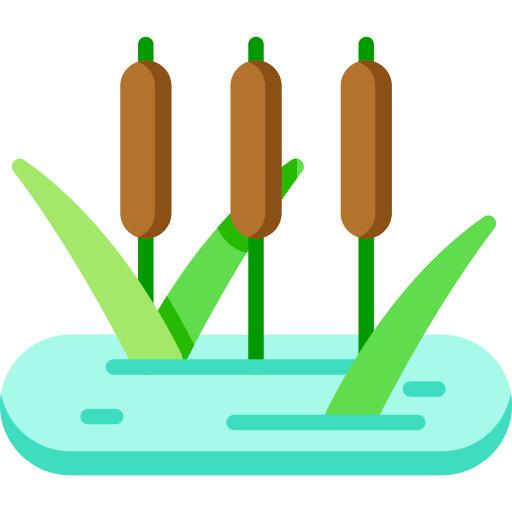 Reed