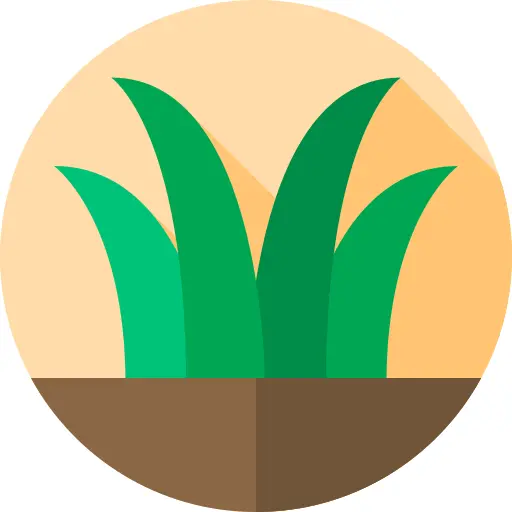 Grass