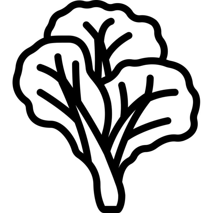 Cabbage