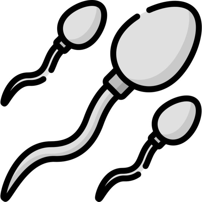 Sperm