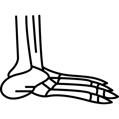 Foot Bones