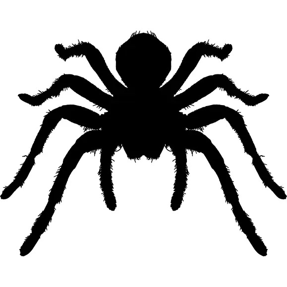 Tarantula arthropod animal silhouette