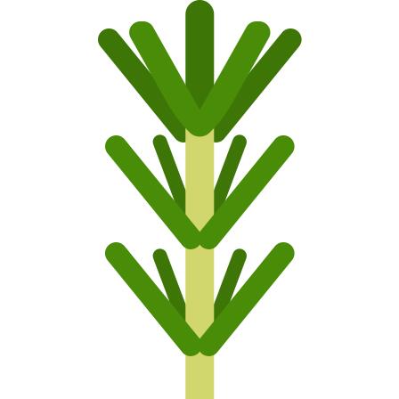 Rosemary