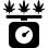 Weighing the marijuana