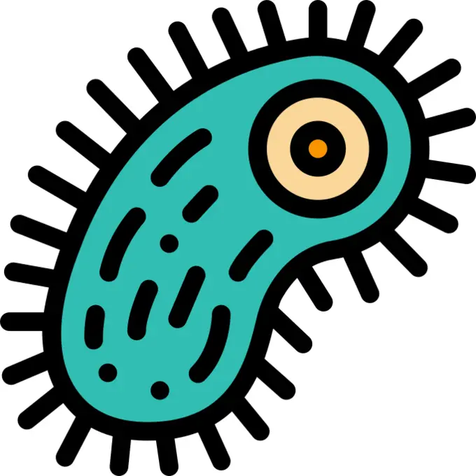 Bacteria