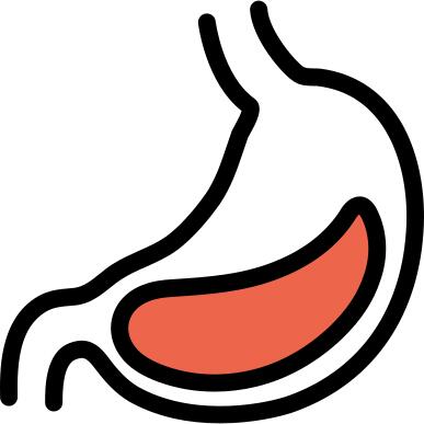 Stomach