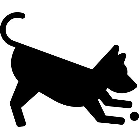Dog Playing