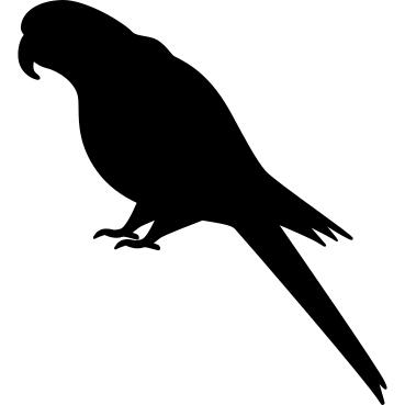 Scarlet Macaw