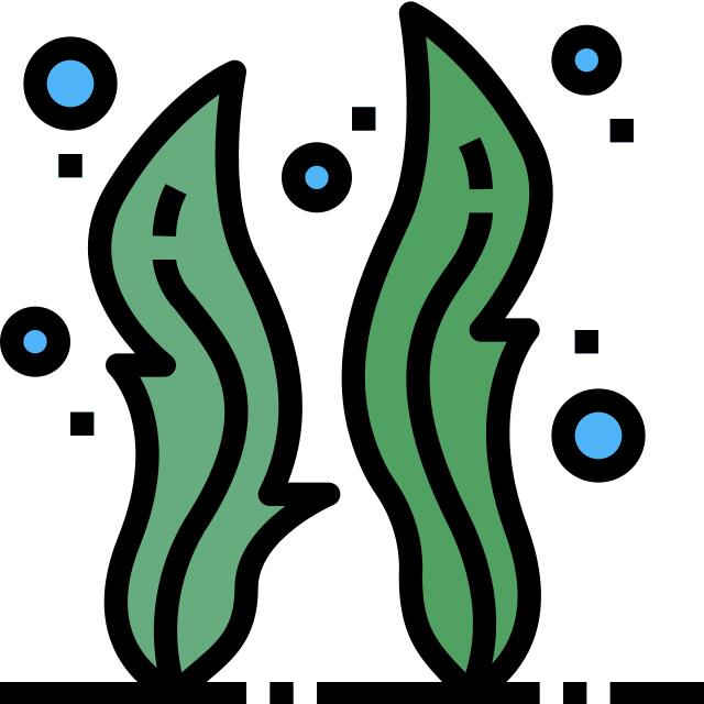 Seaweed