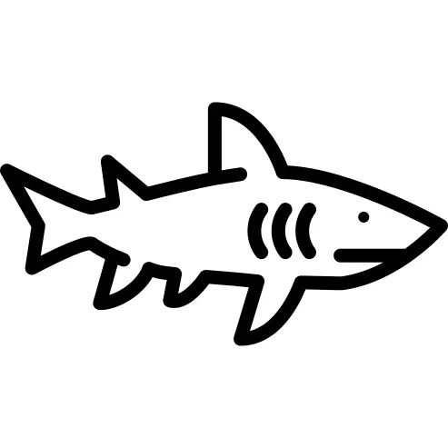 Shark Facing Right