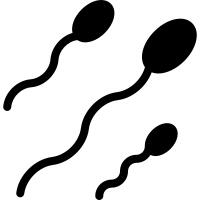 Human Sperm