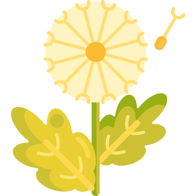 Dandelion
