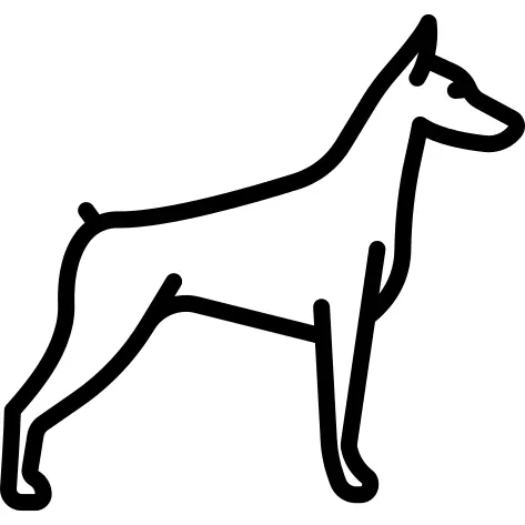 Doberman
