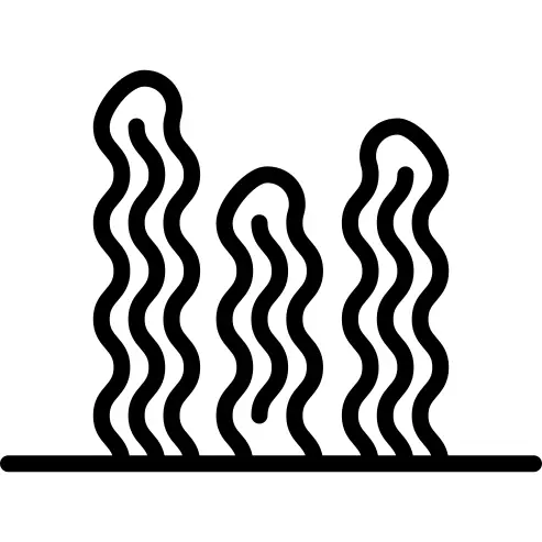 Seaweed