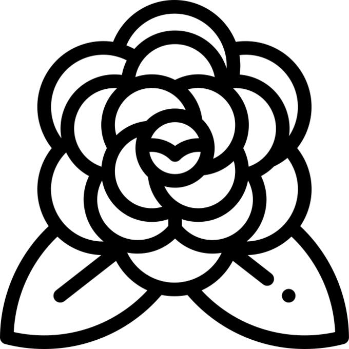 Camellia