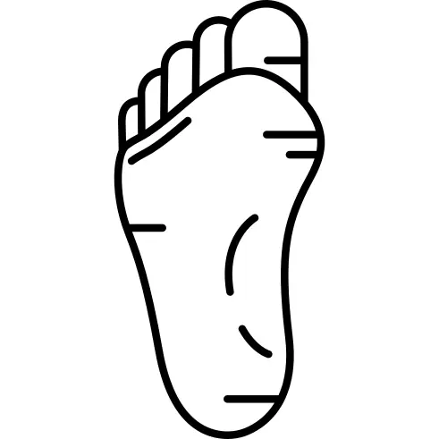 Human Foot