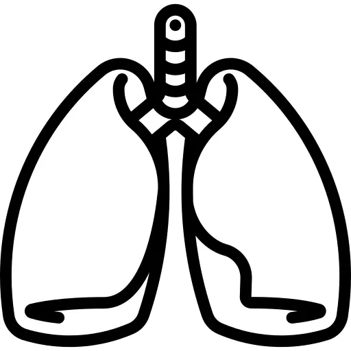 Lungs