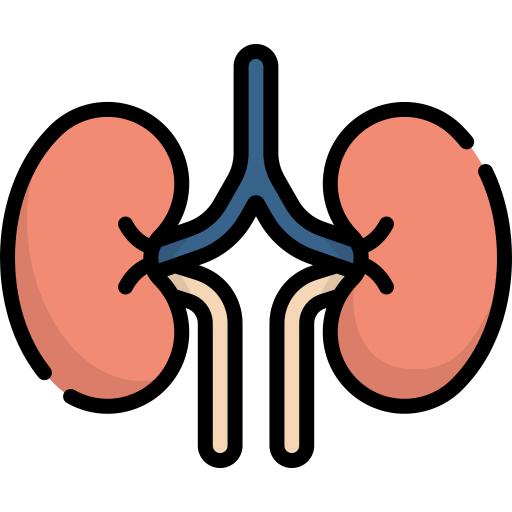 Kidneys