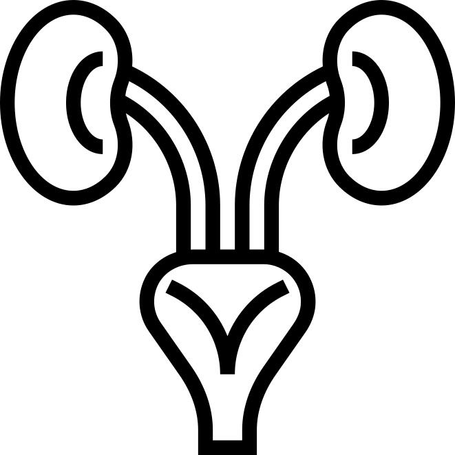 Kidneys