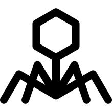 Virus