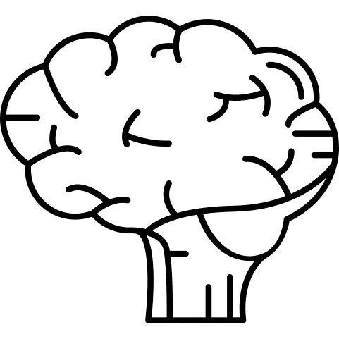 Human Brain