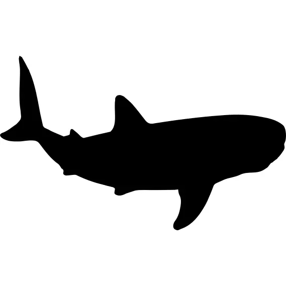 Whale shark shape