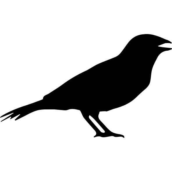 Anis bird shape