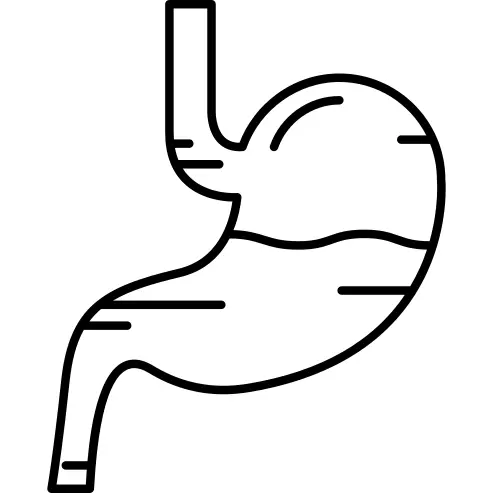 Stomach with Liquids