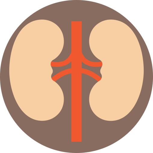 Kidney