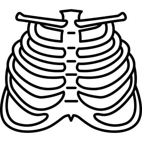 Human Ribs