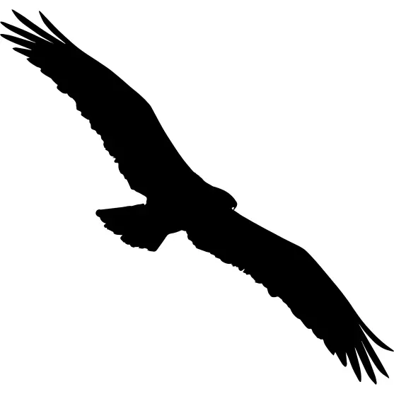 Bird Osprey shape