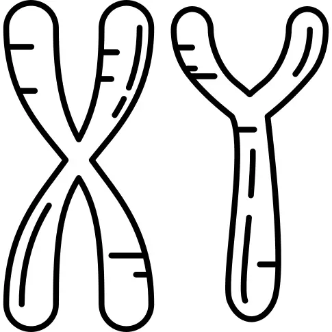 Masculine Chromosomes
