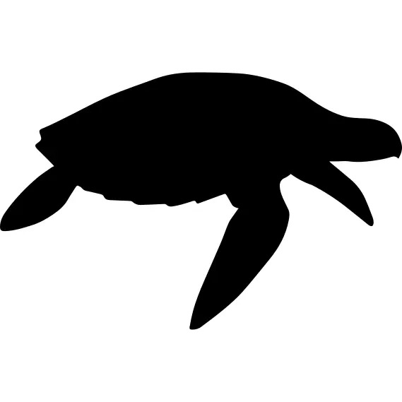 Turtle shape