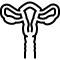 Uterus