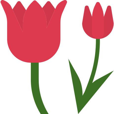 Tulip