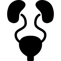 Urinary System