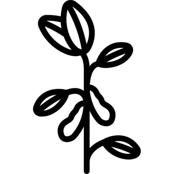 Soybean