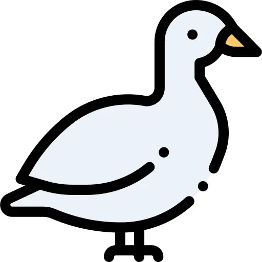 鸭