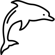 Dolphin Jimping