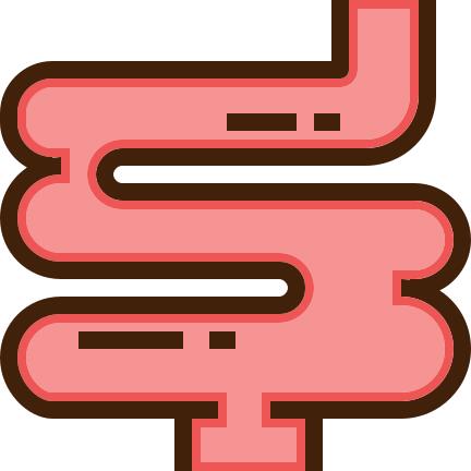 Intestine